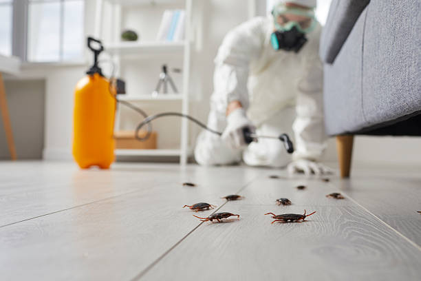 Affordable Termite Control solutions in Lexington, IL